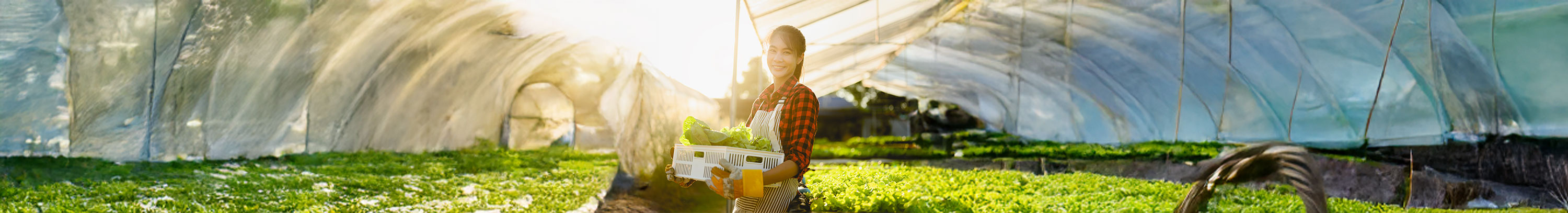 ワーキングホリデーでファームのアルバイト写真